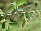 Salix triandra. Часть побега с соцветиями. Ростовская обл., Неклиновский р-н, Носовское с/п, балка Камышовая. 04.05.2014.