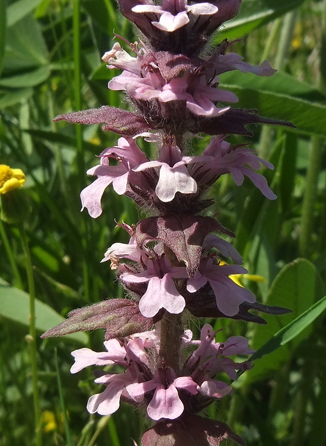 Image of Ajuga genevensis specimen.