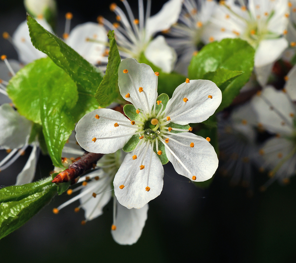 Изображение особи Prunus spinosa.