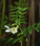 Vicia sepium. Верхушка побега цветущего растения-альбиноса. Мурманская обл., ЗАТО г. Североморск, заброшенная свалка на месте бывшего подсобного хозяйства. 20.09.2015.