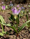 Erythronium sibiricum