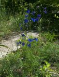 Delphinium tatsienense