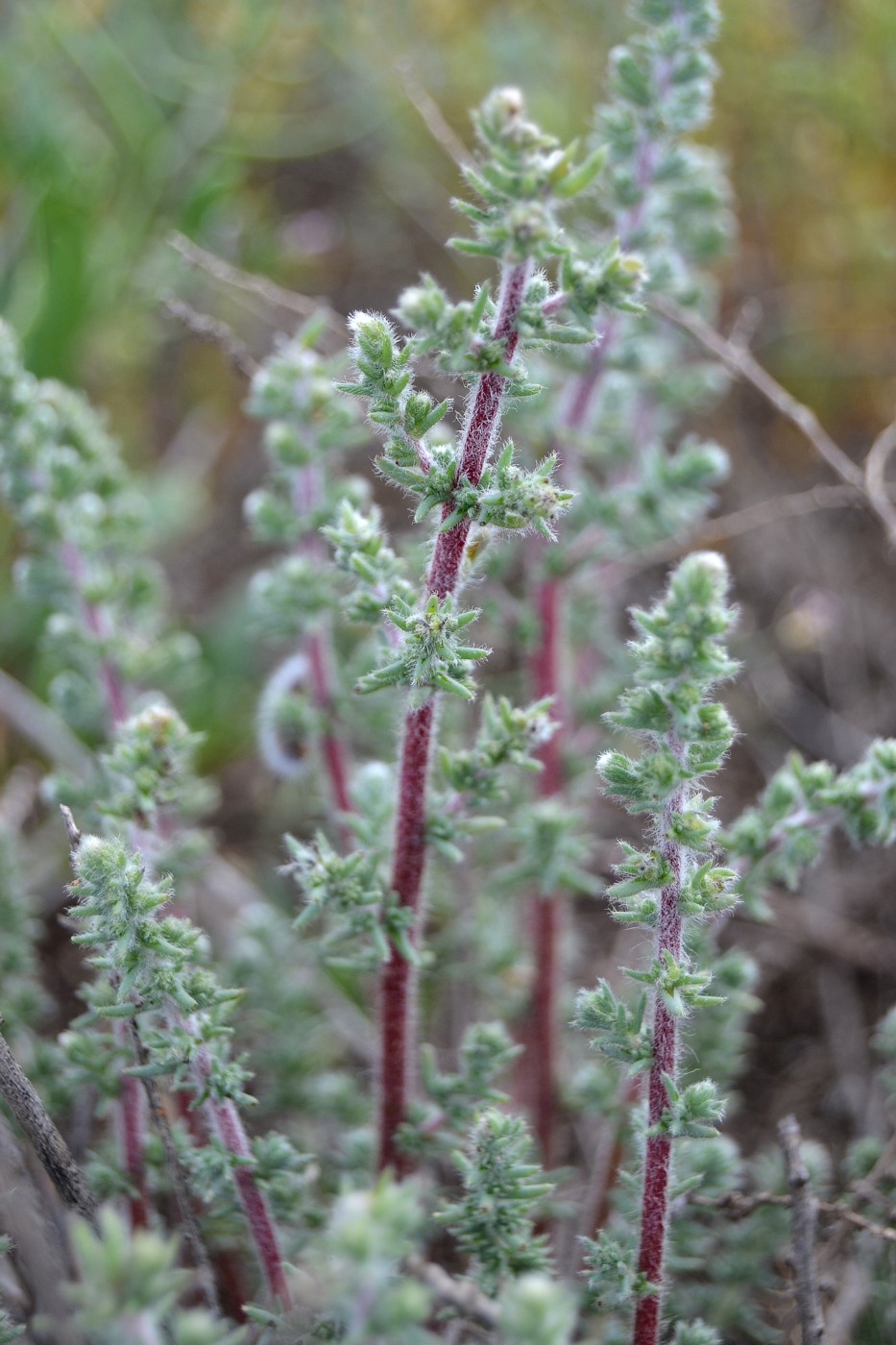 Изображение особи Bassia hyssopifolia.