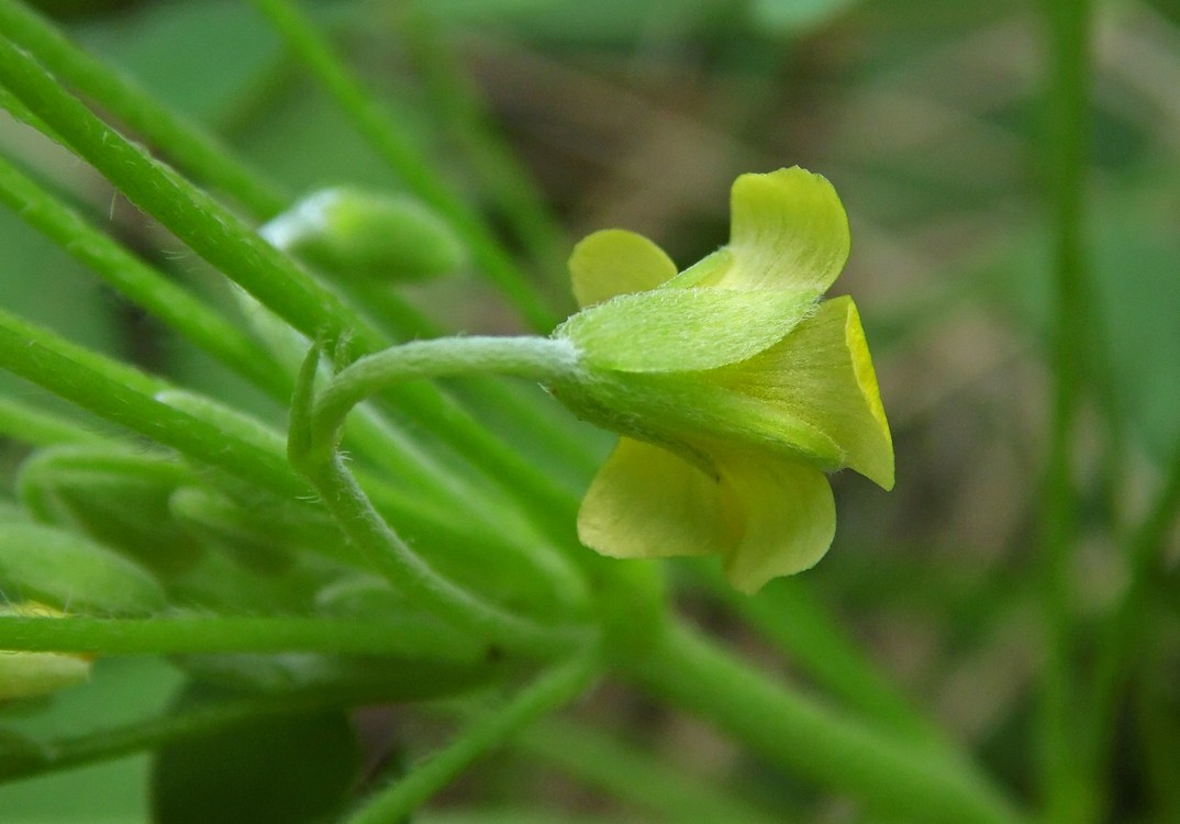 Изображение особи Oxalis dillenii.