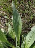 Plantago urvillei. Лист. Украина, Запорожская обл., Запорожский р-н, Малоекатериновское охотничье-рыболовное хозяйство. 17.04.2016.