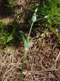 Cerastium perfoliatum