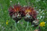 род Centaurea