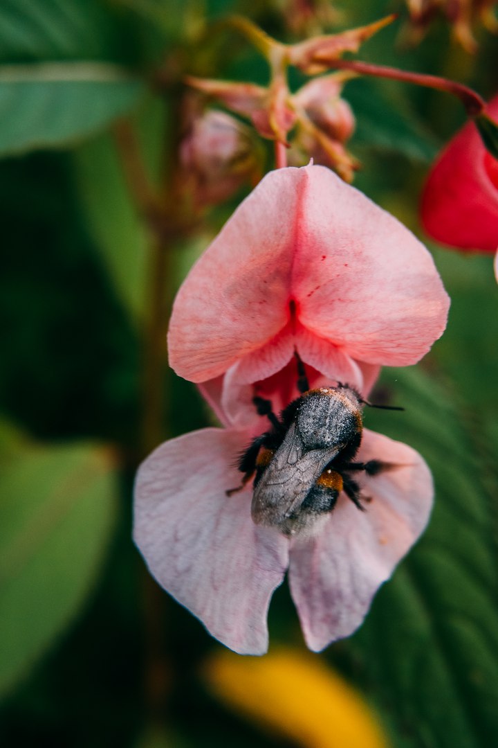 Изображение особи Impatiens glandulifera.