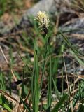 Carex riishirensis