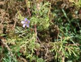 Erodium stephanianum. Верхушка цветущего растения. Иркутская обл., Черемховский р-н, окр. с. Узкий Луг, высокий берег р. Белая, луг. 08.09.2016.