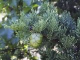 Cupressus sempervirens