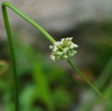 Allium montanostepposum