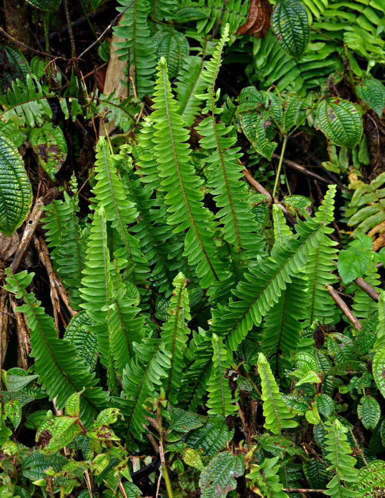 Изображение особи Nephrolepis cordifolia.