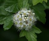 Physocarpus opulifolius