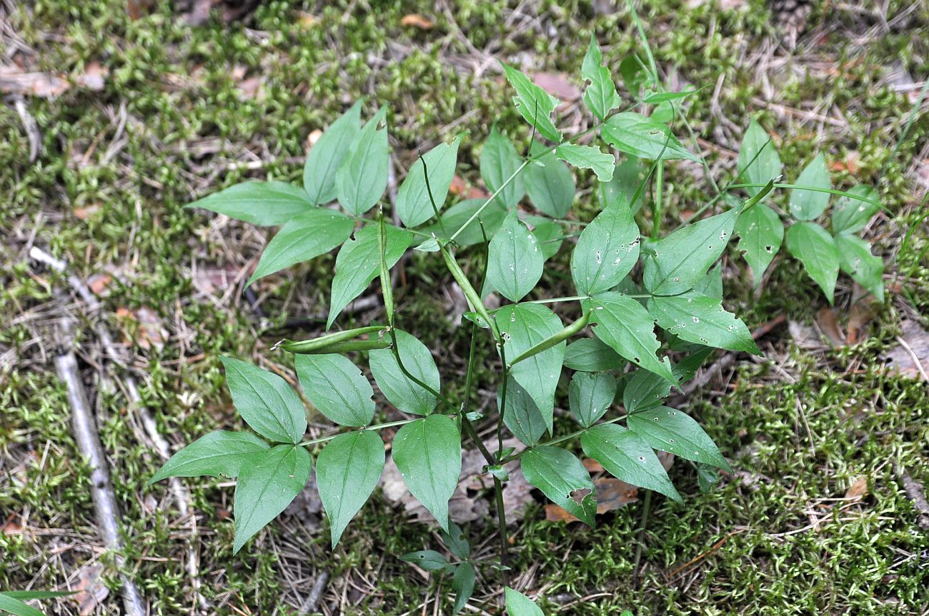 Изображение особи Lathyrus vernus.