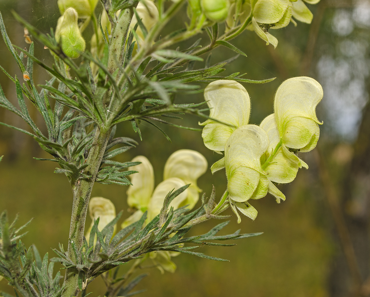 Изображение особи Aconitum nemorosum.