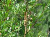 Salix rhamnifolia. Часть ветви со зрелыми соплодиями со вскрывшимися плодами. Иркутская обл., Слюдянский р-н, долина р. Слюдянка, редкий смешанный лес. 24.07.2018.