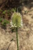 Dipsacus laciniatus. Отцветшее соцветие. Краснодарский край, г. Сочи, Лазаревский р-н, с. Нор-Луйс, обочина горной дороги. 02.08.2018.