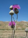 Centaurea adpressa