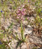 Anacamptis подвид fragrans