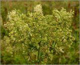 Thalictrum flavum. Отцветающее соцветие с завязавшимися плодами. Чувашия, окр. г. Шумерля, Кумашкинский заказник, Соколова поляна. 11 июля 2010 г.