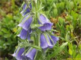 Campanula alpina. Средняя часть цветущего растения. Украина, Ивано-Франковская обл., Украинские Карпаты, хребет Черногора, юго-восточный склон горы Пожежевская, 1650 м н.у.м., субальпийский луг. 27.06.2019.