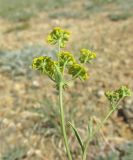 Bupleurum bicaule