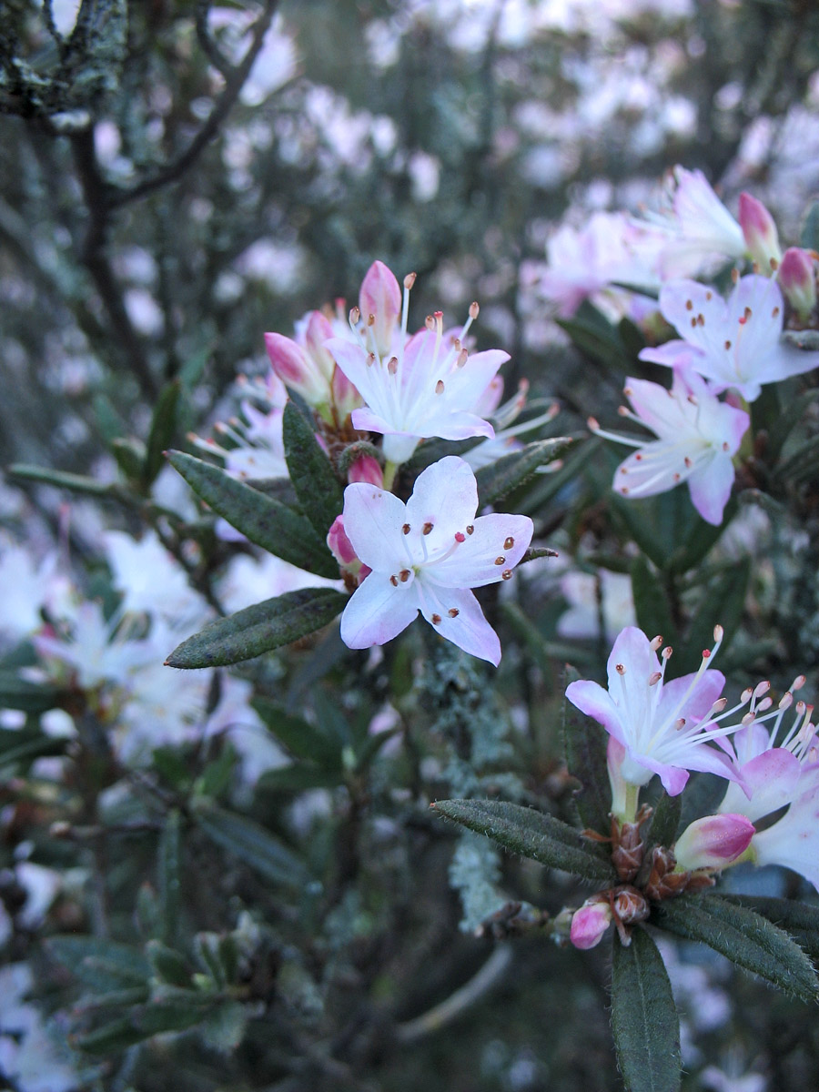 Изображение особи Rhododendron pubescens.