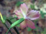 Dianthus fischeri. Цветок. Ульяновск, Заволжский р-н, опушка лиственного леса с преобладанием дуба. 08.08.2020.