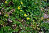 Potentilla supina