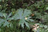 Aconitum septentrionale