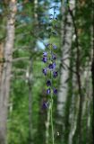 Delphinium crassifolium