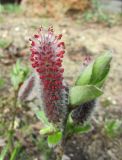 Salix saxatilis