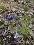 Pulsatilla patens. Отцветающие и плодоносящие растения. Самарская обл., гор. округ Жигулёвск, гора Лысая, луговой склон. 03.05.2021.