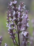 Nepeta nuda