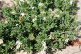 Argusia sibirica. Цветущее растение. Казахстан, г. Актау, на песке на берегу моря. 22 июня 2021 г.