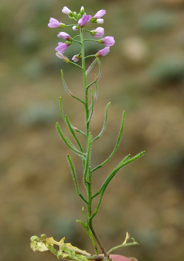 Image of Neotorularia contortuplicata specimen.