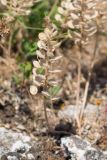 Alyssum hirsutum. Cоплодие. Крым, Керченский п-ов, Ленинский р-н, окр с. Осовины, мыс Газан, степь на верхней террасе приморского склона, в расщелине известняковой глыбы. 28.05.2021.