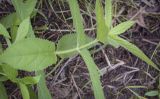 Stachys palustris