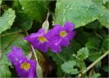 Primula vulgaris