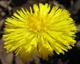 Tussilago farfara