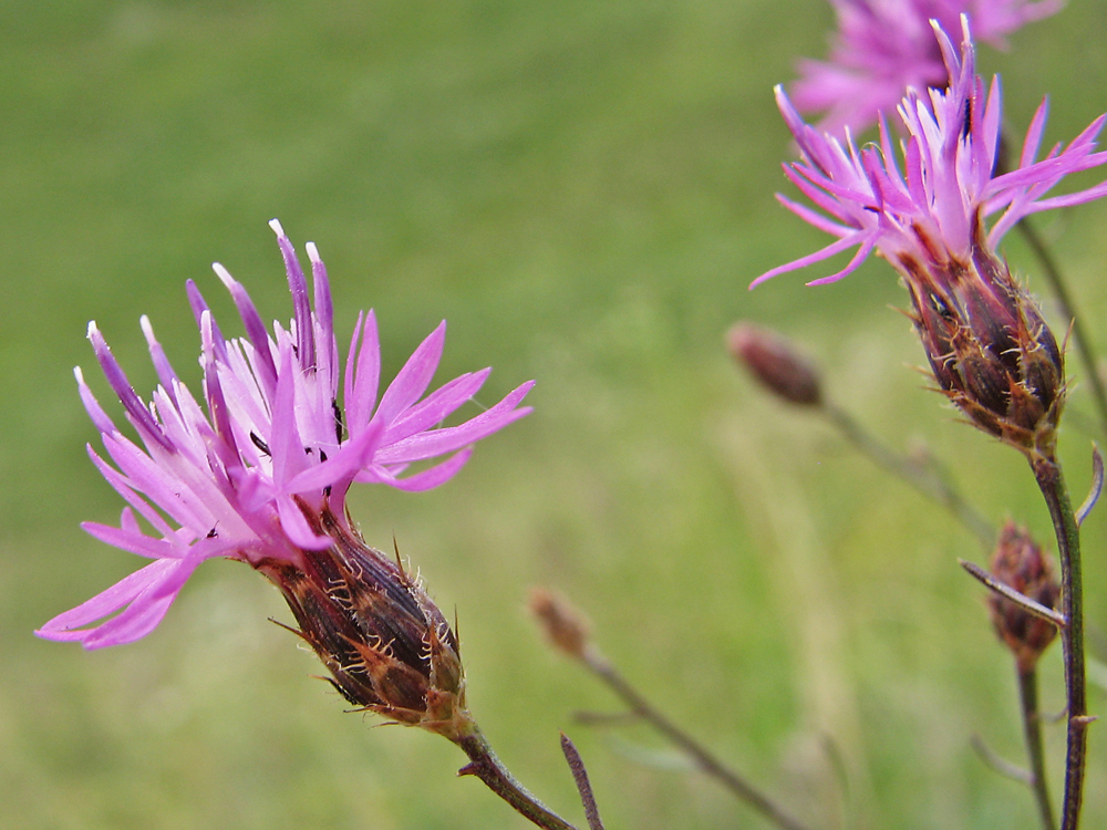 Изображение особи Centaurea lavrenkoana.