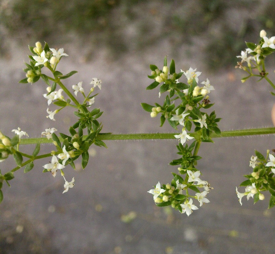 Изображение особи Galium humifusum.