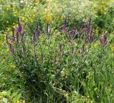 Salvia tesquicola