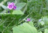 Asperugo procumbens