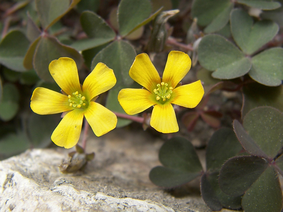 Изображение особи Oxalis corniculata.