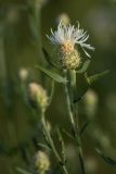 Centaurea stoebe. Верхушка растения с соцветием (белоцветковая форма). Ростовская обл., Аксайский р-н, окр. хут. Александровка. 26.06.2012.