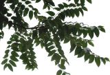 Ailanthus altissima