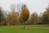 Carpinus betulus