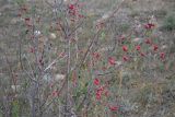 Cotoneaster integerrimus. Ветви с плодами. Крым, окр. Севастополя, Караньское плато. 9 ноября 2012 г.